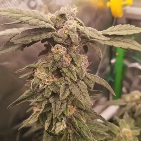 DWC Grow