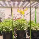 DWC Grow