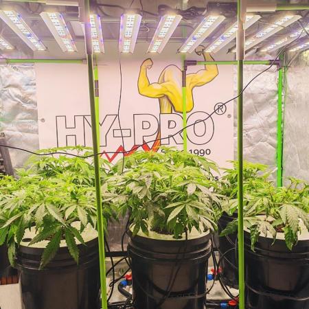 DWC Grow