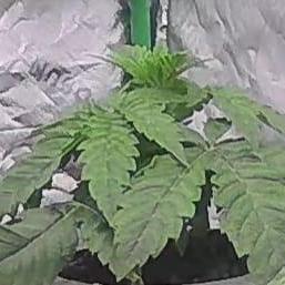 DWC Grow