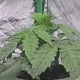 DWC Grow