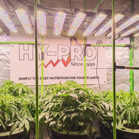 DWC Grow