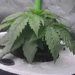 DWC Grow