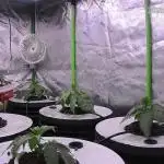 DWC Grow