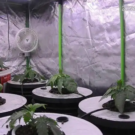 DWC Grow