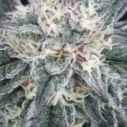 Exotic Seed Georgia Cream