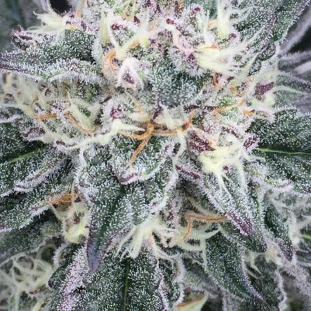 Exotic Seed Georgia Cream