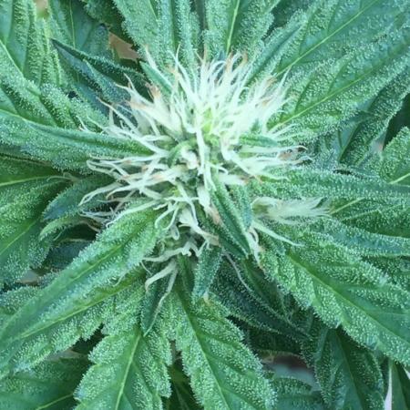 HinduGod Genetics