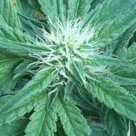 HinduGod Genetics