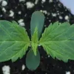 Exotic Seed Georgia Cream
