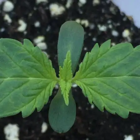 Exotic Seed Georgia Cream