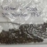 KOOTENAY SKUNK 1987