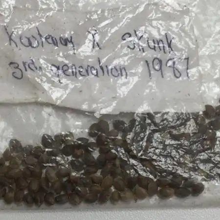KOOTENAY SKUNK 1987