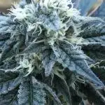 Exotic Seed Georgia Cream