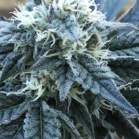 Exotic Seed Georgia Cream