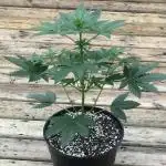 Exotic Seed Georgia Cream