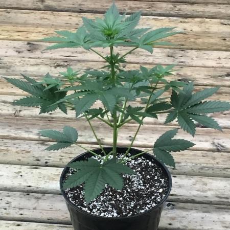 Exotic Seed Georgia Cream