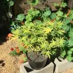 FBA Gorilla Cookies Outdoor