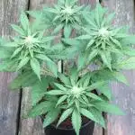 Sponsorship Grow