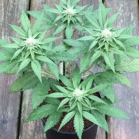 Sponsorship Grow