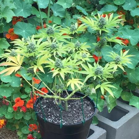 FBA Gorilla Cookies Outdoor