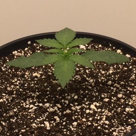 Exotic Seed Georgia Cream