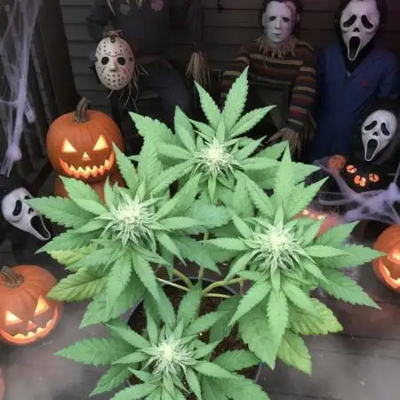 Sponsorship Grow