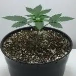 Exotic Seed Georgia Cream