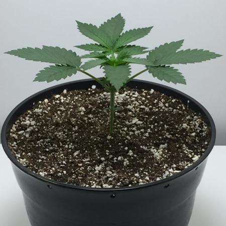 Exotic Seed Georgia Cream