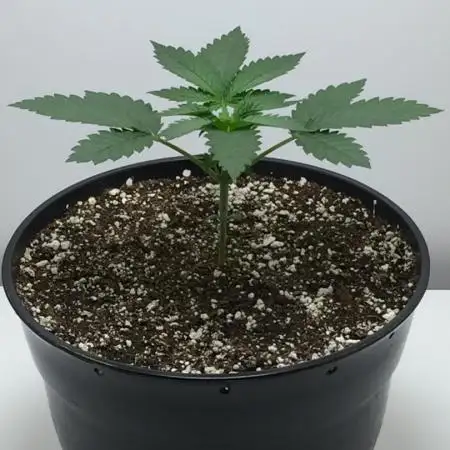 Exotic Seed Georgia Cream