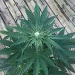 Exotic Seed Georgia Cream