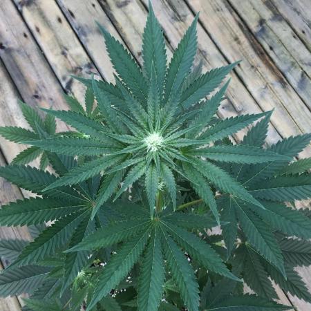 Exotic Seed Georgia Cream