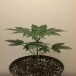 Exotic Seed Georgia Cream