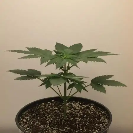 Exotic Seed Georgia Cream