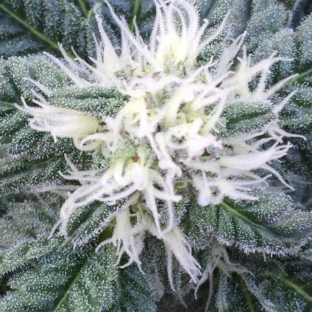 Exotic Seed Georgia Cream