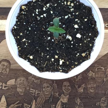 Sponsorship Grow