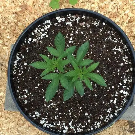 FBA Gorilla Cookies Outdoor