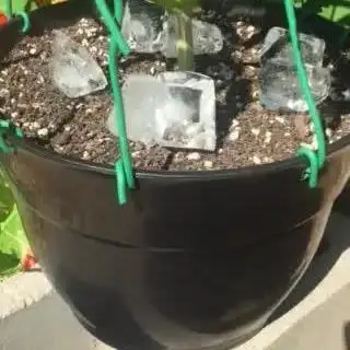 FBA Gorilla Cookies Outdoor