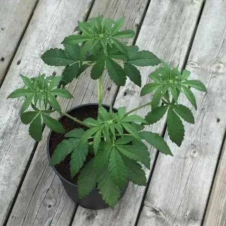 Sponsorship Grow