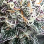 Exotic Seed Georgia Cream