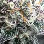 Exotic Seed Georgia Cream