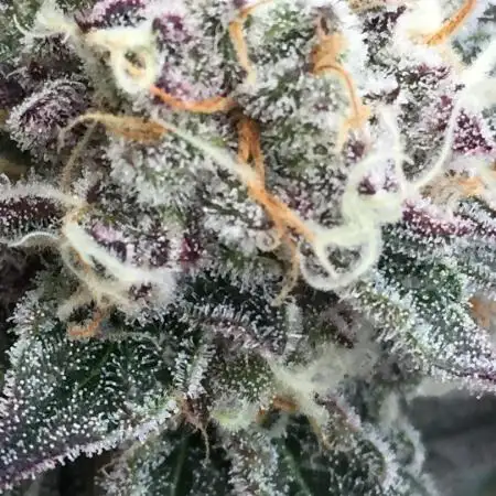 Exotic Seed Georgia Cream