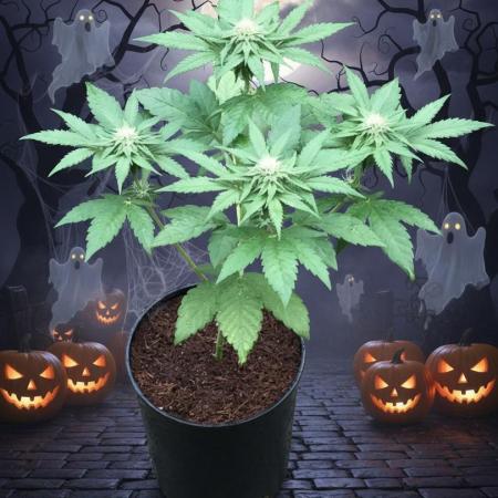 Sponsorship Grow