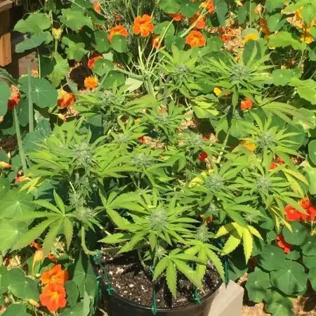 FBA Gorilla Cookies Outdoor