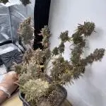 Fast Buds Indoor Grow