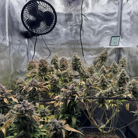 Fast Buds Indoor Grow