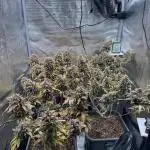 Fast Buds Indoor Grow