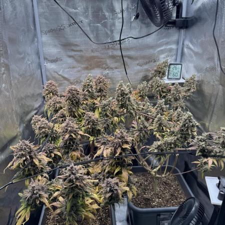 Fast Buds Indoor Grow