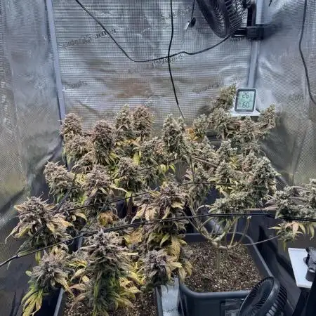 Fast Buds Indoor Grow