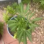 First grow - blueberry headband